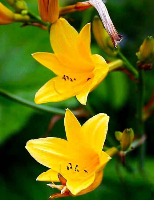 金娃娃萱草能吃吗,金娃娃萱草几月开花