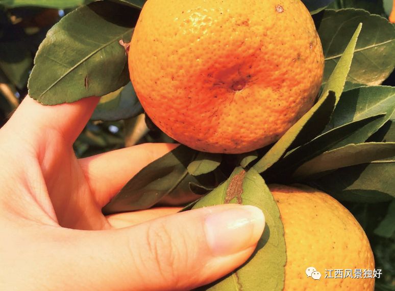 江西特产有哪些值得带过年,美丽中国版中秋节