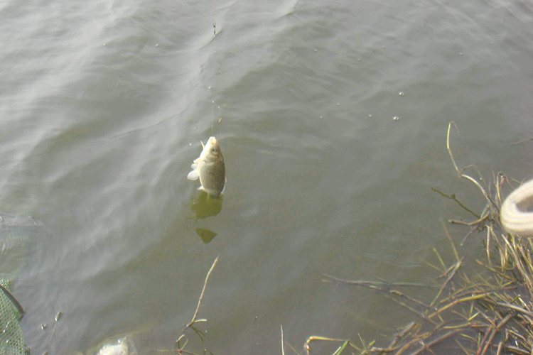 钓鱼达人经验技巧分享,野钓达人分享钓鱼饵料