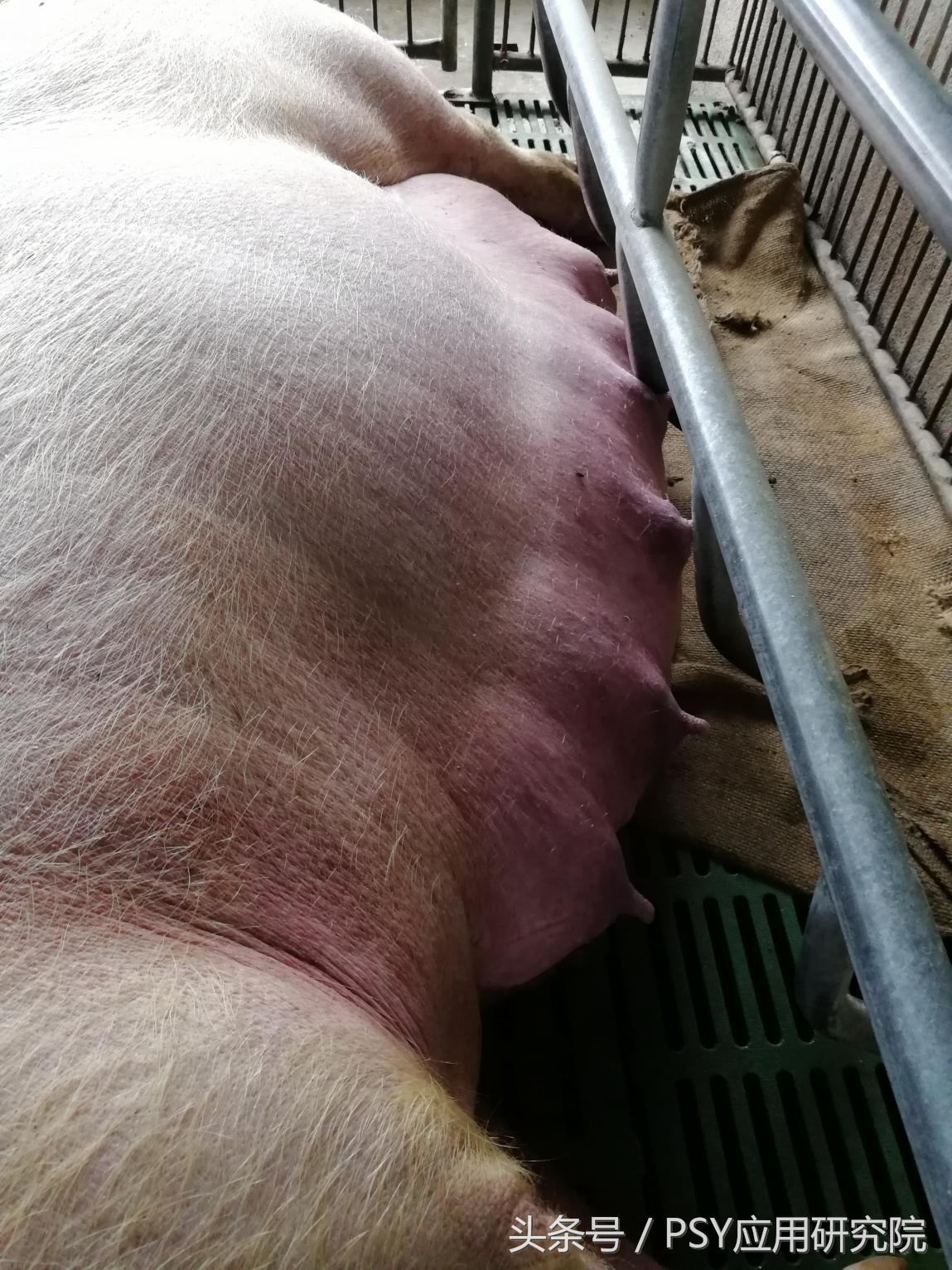 猪场消毒剂过敏怎么办,母猪输液过敏怎么处理