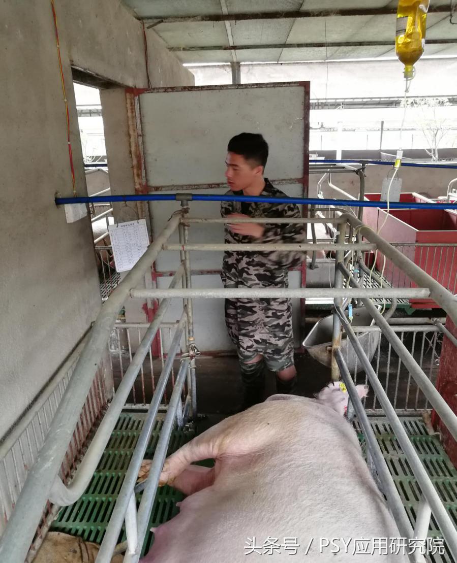 猪场消毒剂过敏怎么办,母猪输液过敏怎么处理