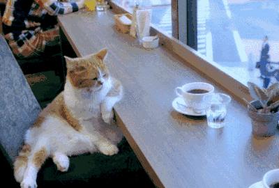 在漫猫喝咖啡，那种无忧的心情，仿佛随着维也纳音符飘到云间……