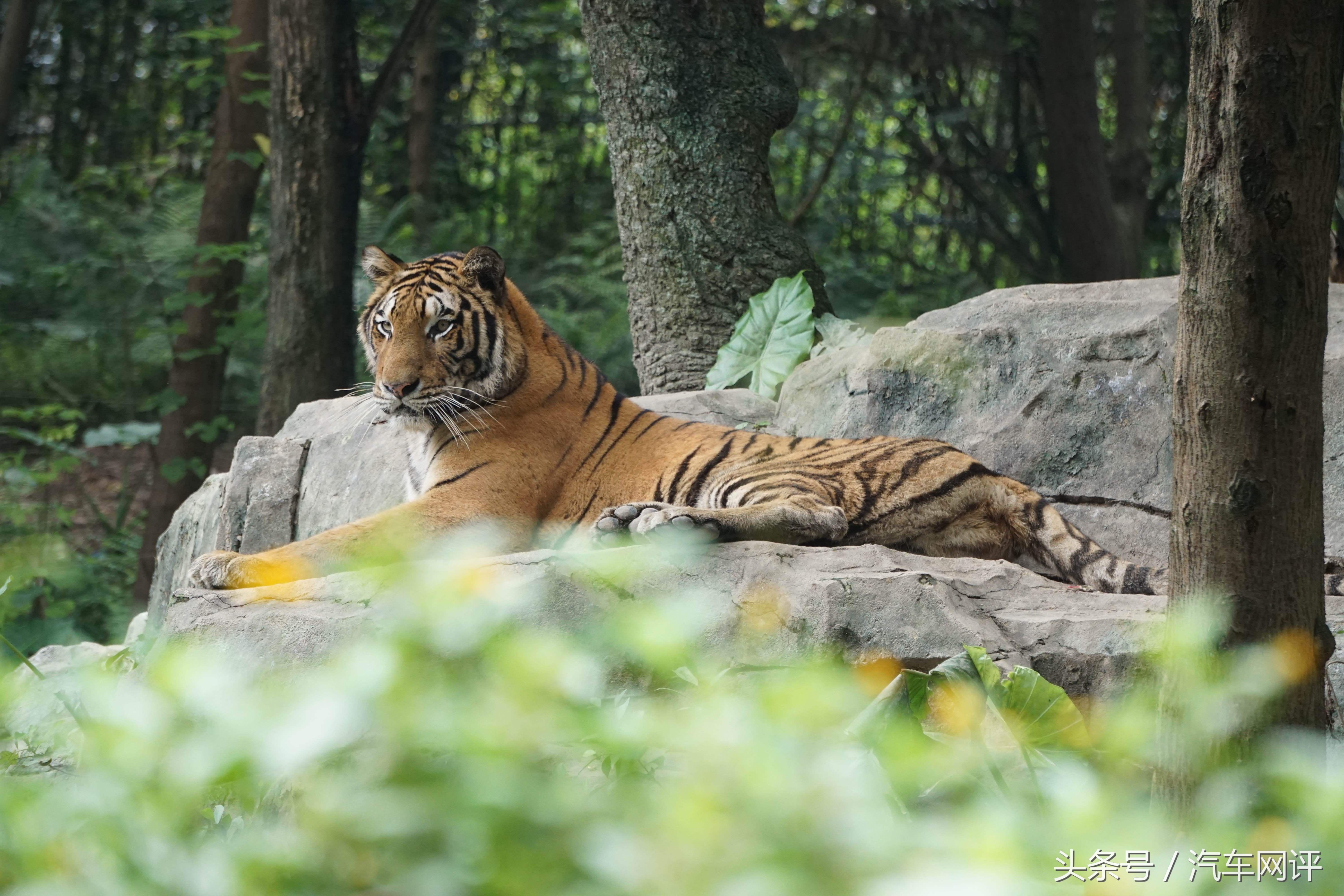 驾着宝马530Le去游玩长隆野生动物世界是一种怎样的体验？