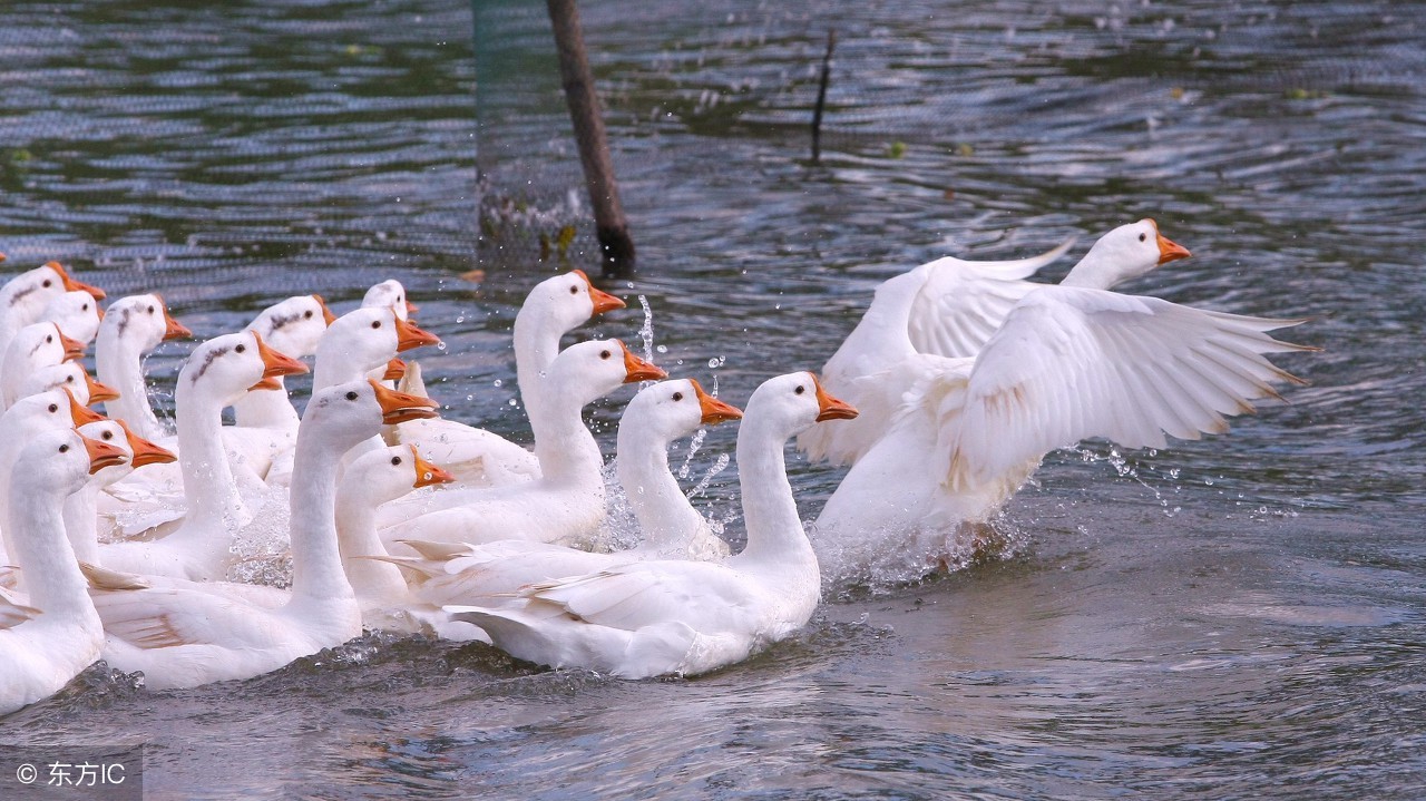 养殖肉鹅的利润前景,肉鹅养殖前景怎样