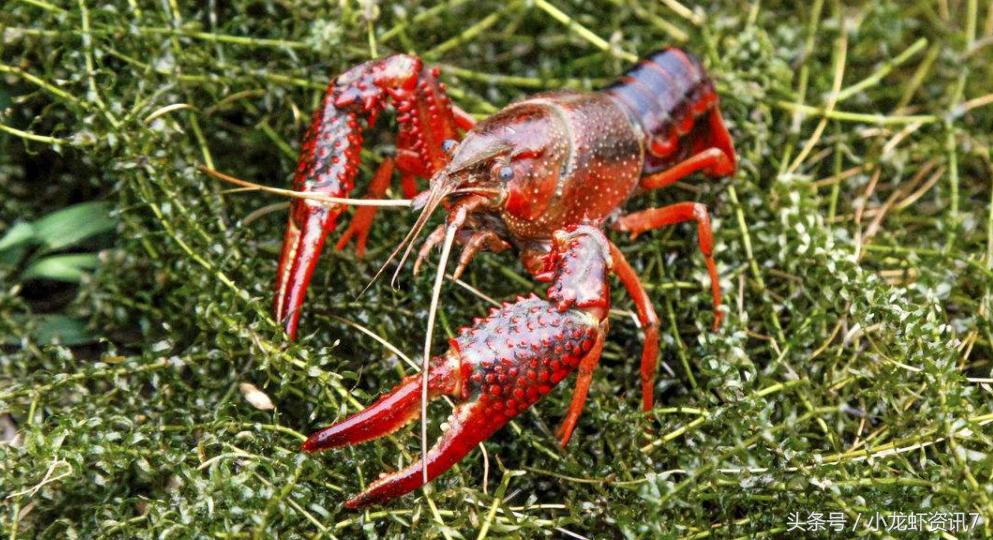 小龙虾产卵时吃什么,小龙虾产卵期需要投喂吗
