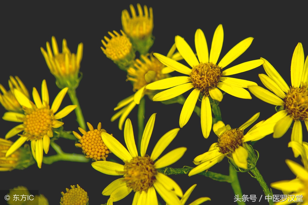 清热凉血祛风止痒,清热解毒祛风凉血活血化瘀