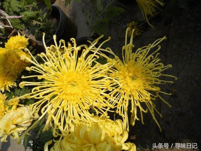 鲜花能做什么美食,鲜花可以用来做什么吃的