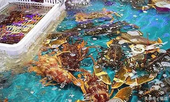 冷冻海鲜前景,鲜活海鲜和冻海鲜哪个利润大