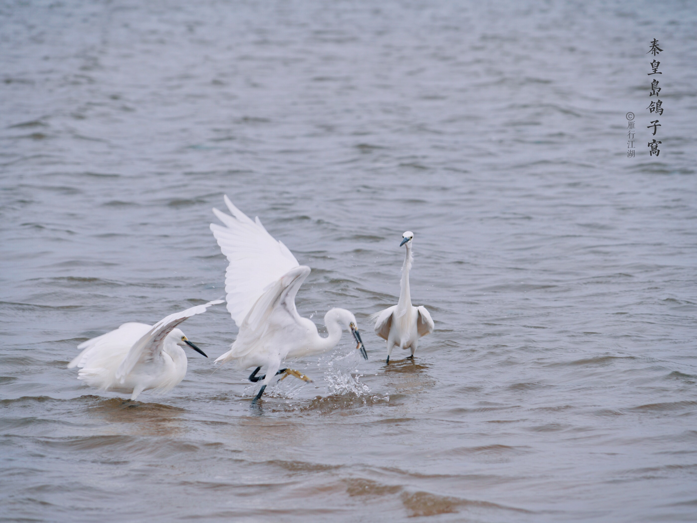 秦皇岛最佳观日出地点,秦皇岛市区日出最佳观赏地