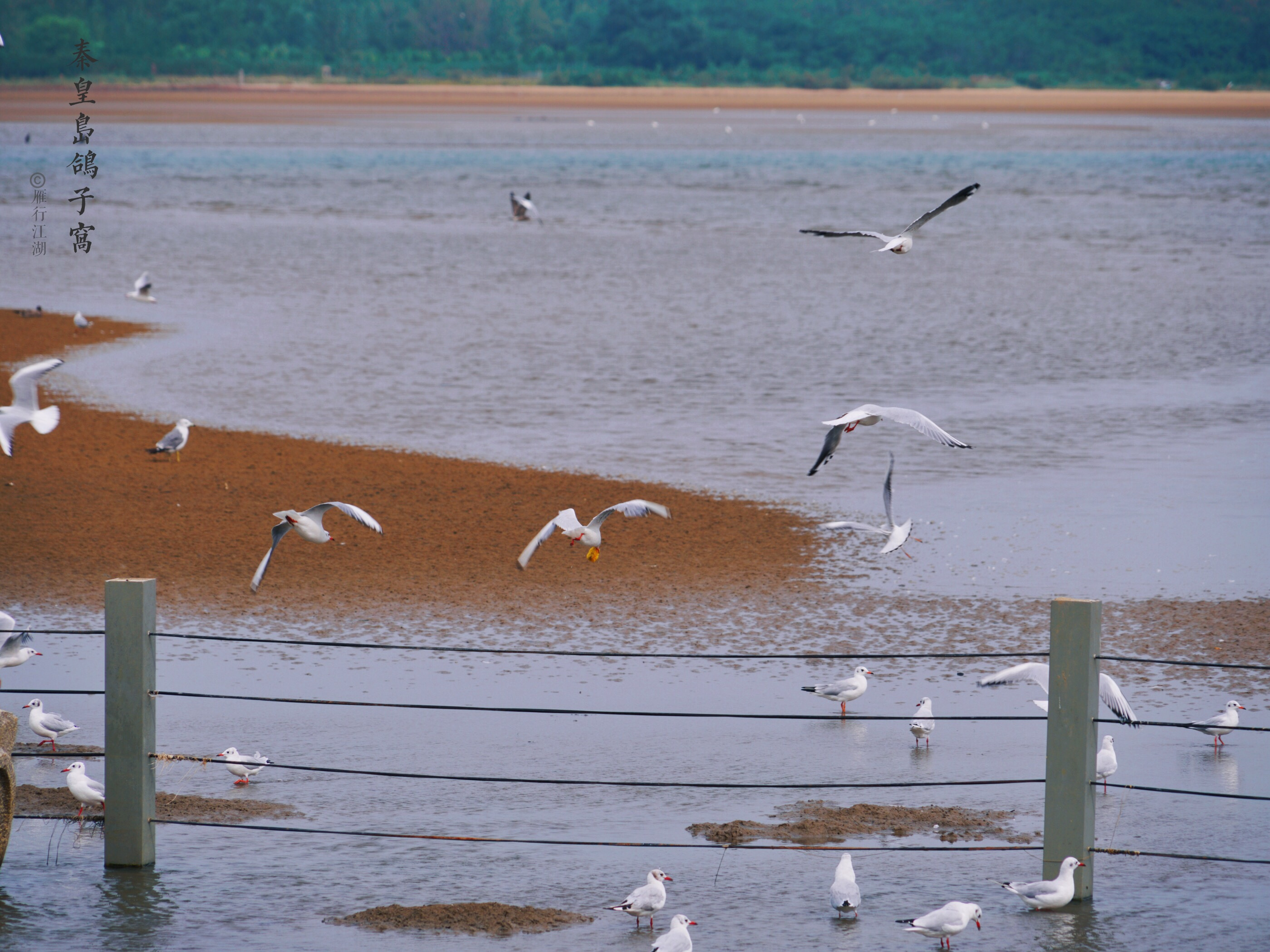秦皇岛鸽子窝看日出攻略,秦皇岛动物园到鸽子窝