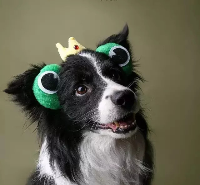 爱狗人士必备的100个技巧,狗狗各个阶段的发育方法