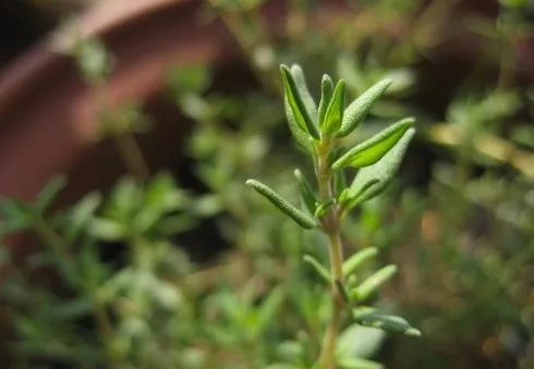 「百草园」第一次世界大战中的功臣消毒剂——百里香（七十五）