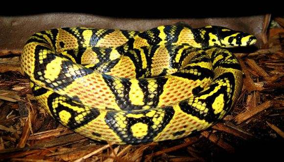 世界上最美丽的10种蛇,世界上最好看的蛇十大排名