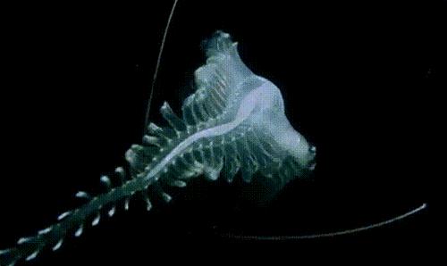 岛国摄影师拍摄深海神秘生物，获国家地理大奖