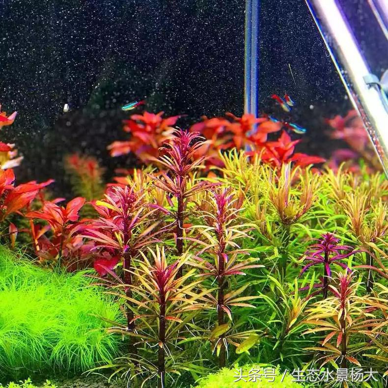 扁平形珍珠是怎么形成的,米型珍珠怎么形成的