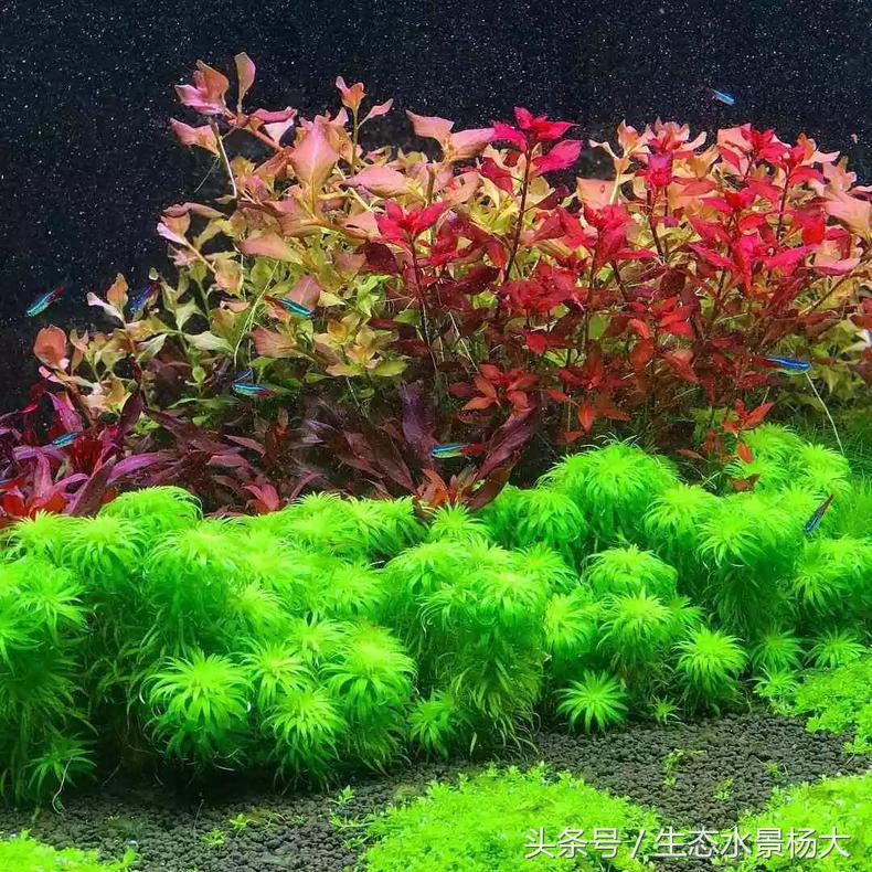 扁平形珍珠是怎么形成的,米型珍珠怎么形成的