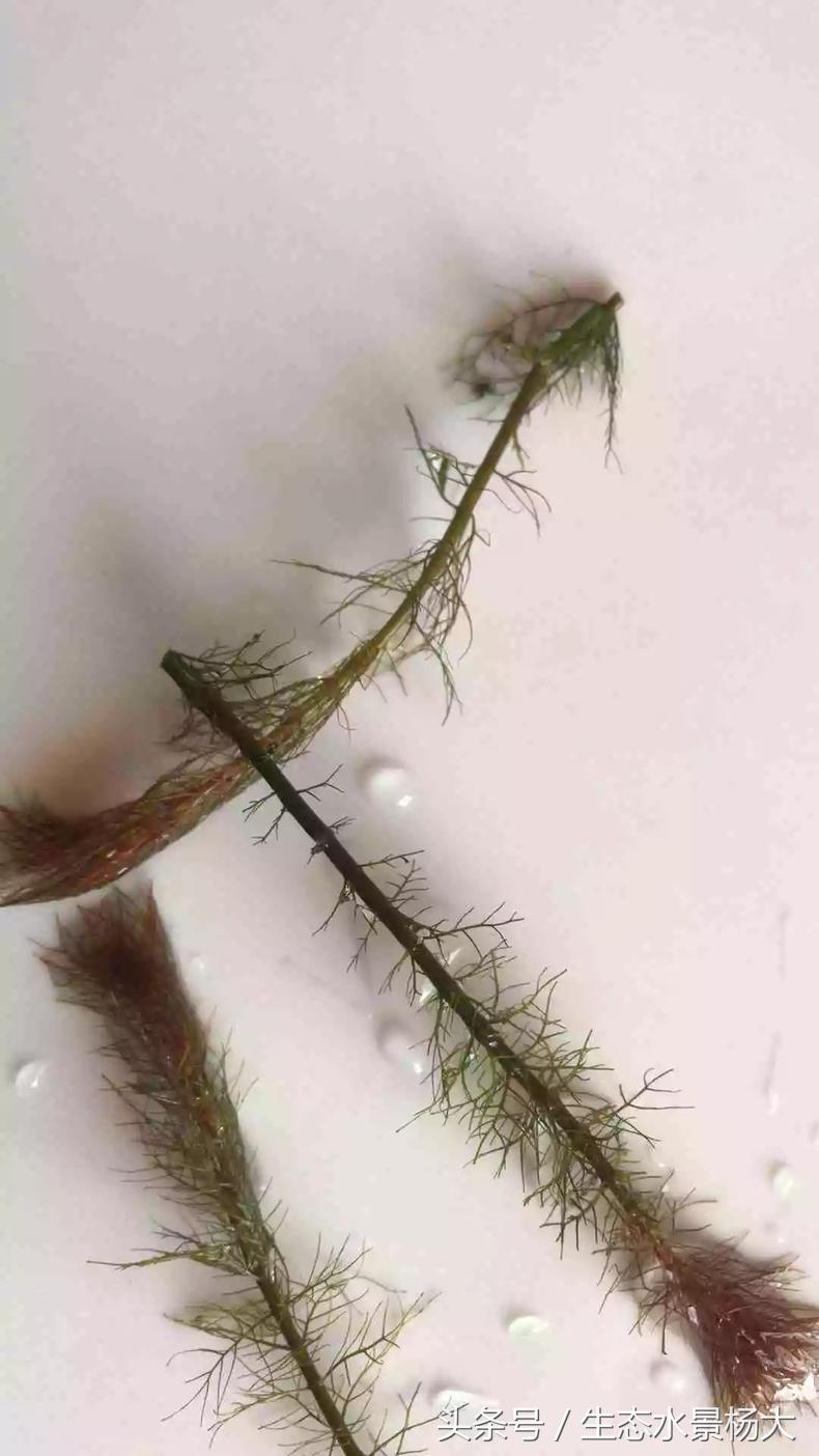 扁平形珍珠是怎么形成的,米型珍珠怎么形成的