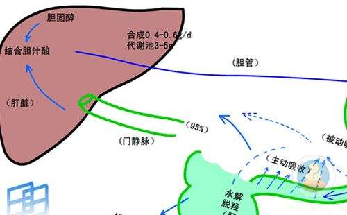 肝硬化腹水和肾炎腹水症状,引起腹水的病因都有哪些
