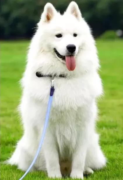 萌宠百科之鬃狮蜥,家有萌宠萨摩耶全集