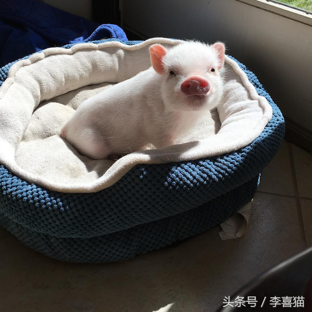 什么宠物猪可爱最好养呢,宠物猪的饲养方法