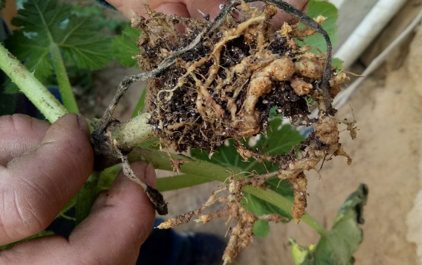 抗性小虫解决方案,高抗性害虫的最佳治疗方法