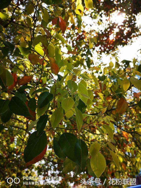 拍照水印哪个好用,拍照有水印和无水印哪个好看