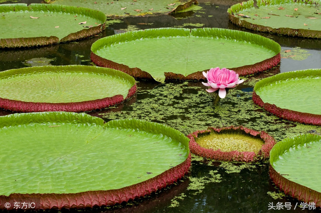 菩萨十重戒,我的家规是什么