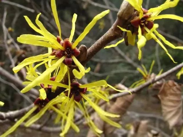 一条拼团｜富含金缕梅精华的爽肤水，全能养护洗发水725g