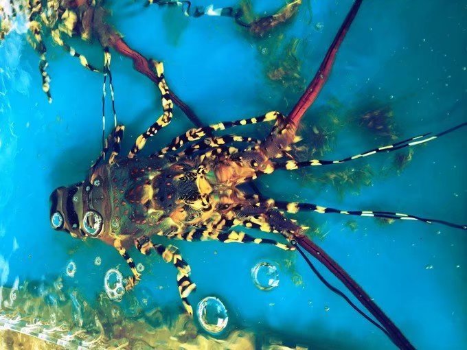 海南吃喝玩乐全攻略海口美食篇,海口旅游攻略美食路线推荐