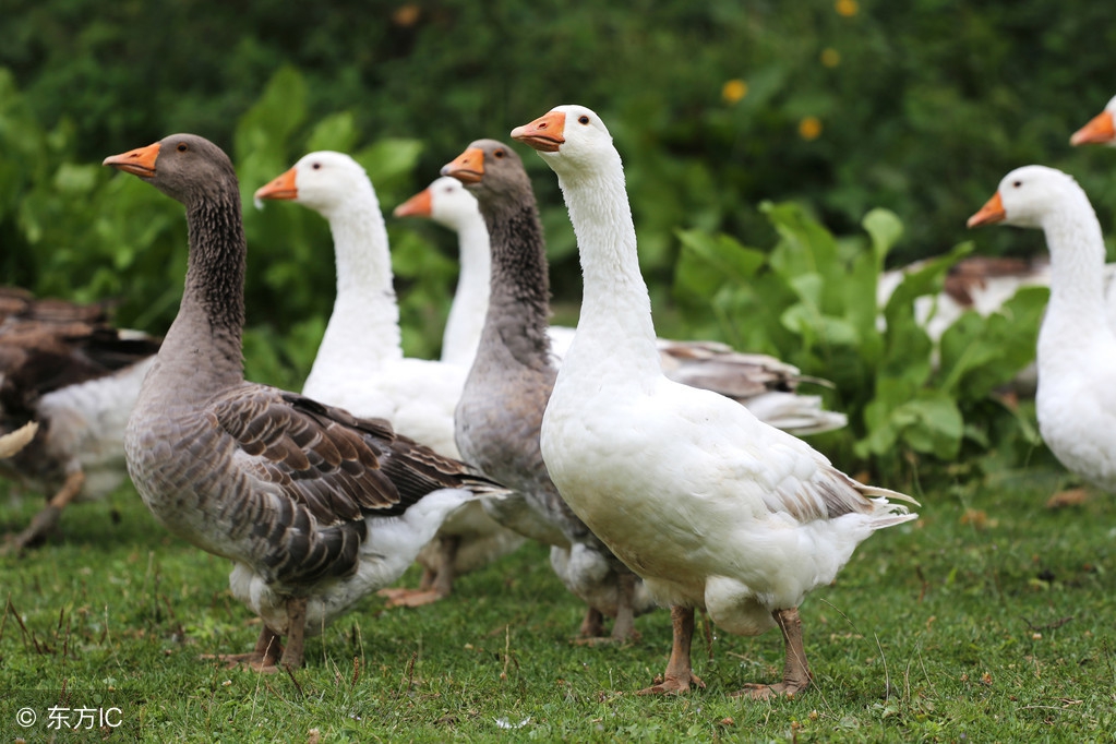 养1000只鹅利润和成本,养鹅1000只利润和成本是多少