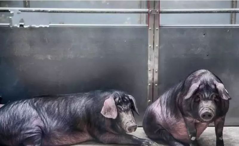 养猪怎么才能提高经济效益,养猪的经济效益和社会效益