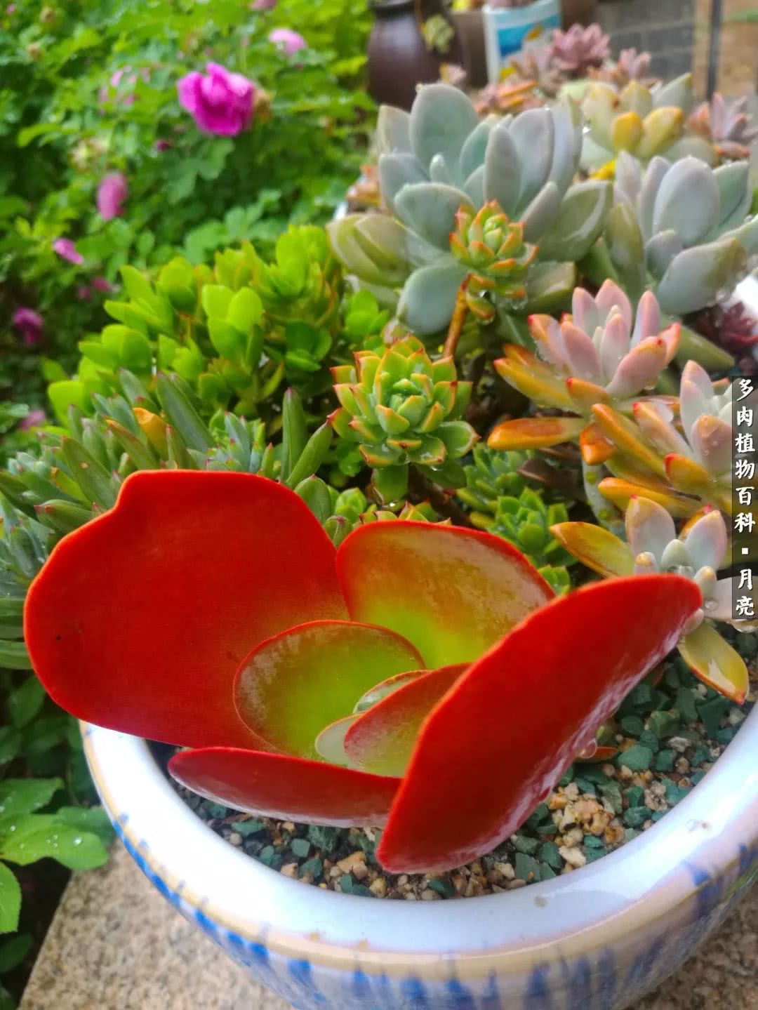 养了五年多肉没一盆“干货”？终于总结出原因了！