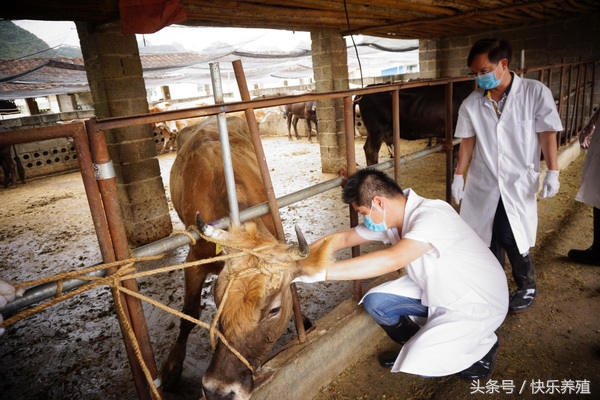 牛脖子一侧肿大是什么原因,牛颈部起疙瘩是什么病