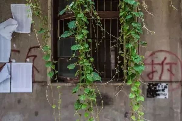 深藏小巷包子馆,十大老字号包子店排行榜