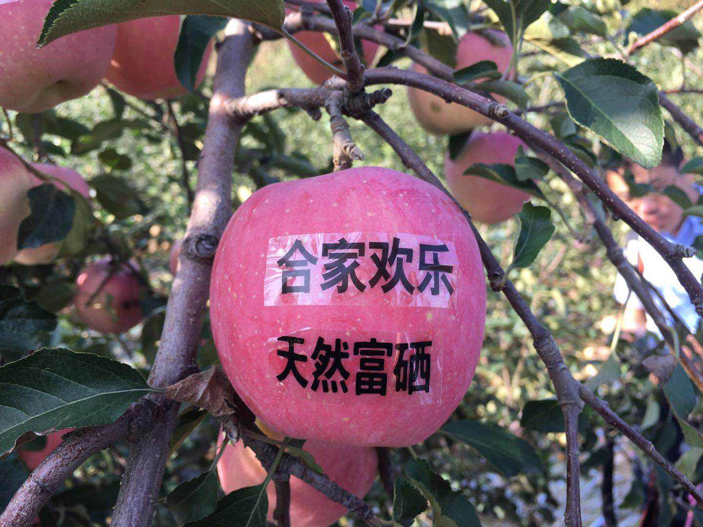 灵宝苹果采摘节开幕式,河南灵宝苹果熟了邀您来采摘