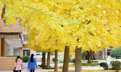 写景秋天的作文300字,写景秋天的作文600字初中