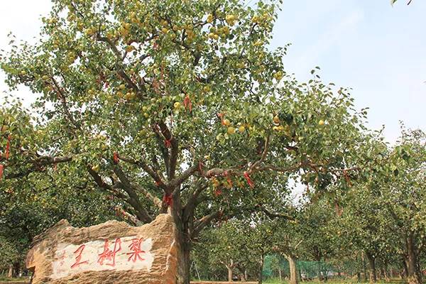 农秀才：农业农村部推荐100个休闲农业和乡村旅游精品景点线路