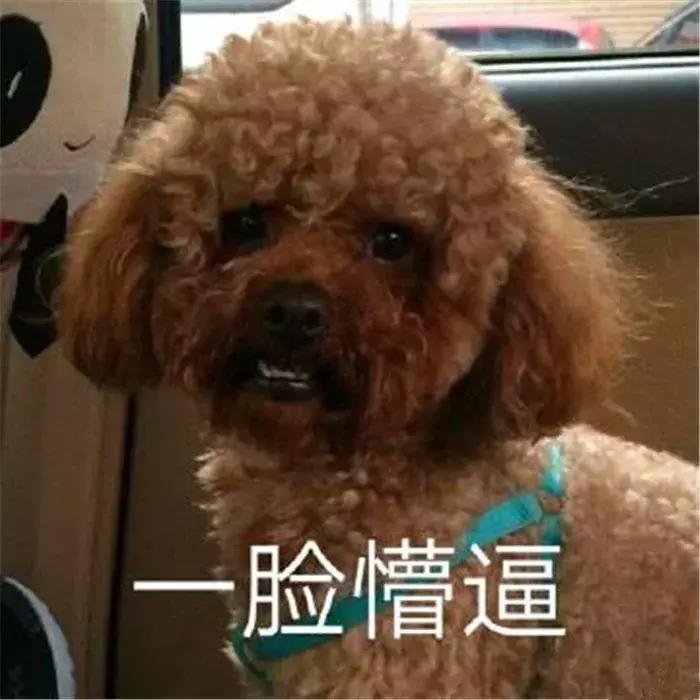 不建议养泰迪的十种理由,泰迪好养吗养泰迪注意事项