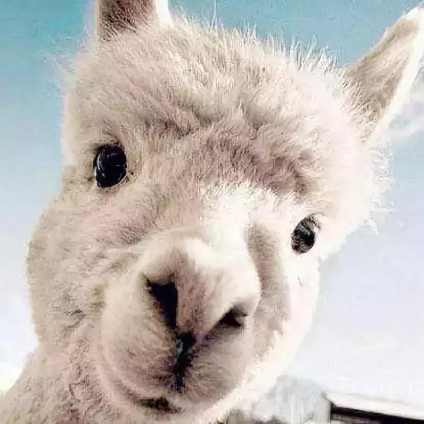 跟着萌宠过国庆，准备好迎接惊喜了吗？