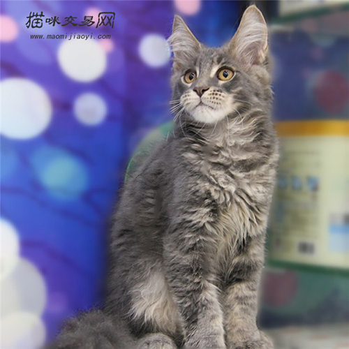 如何识别纯种的缅因猫,如何判定纯种的缅因猫