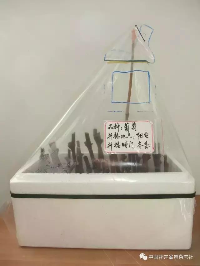 冬季扦插葡萄的方法和技巧,盆栽葡萄扦插的方法
