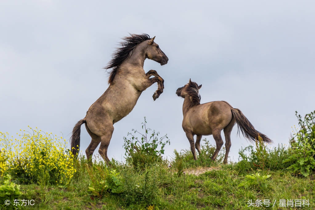 十二生肖马的逐月运程,生肖马逐月出生运势如何