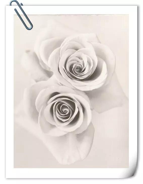 你是我心上的花美文,文字的美文