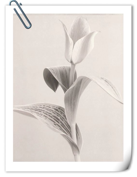 你是我心上的花美文,文字的美文