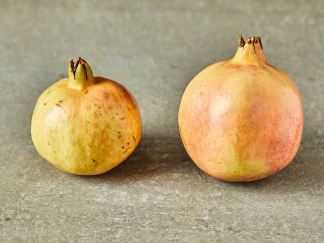 正宗品种嫁接突尼斯软籽石榴,精品高杆突尼斯软籽石榴