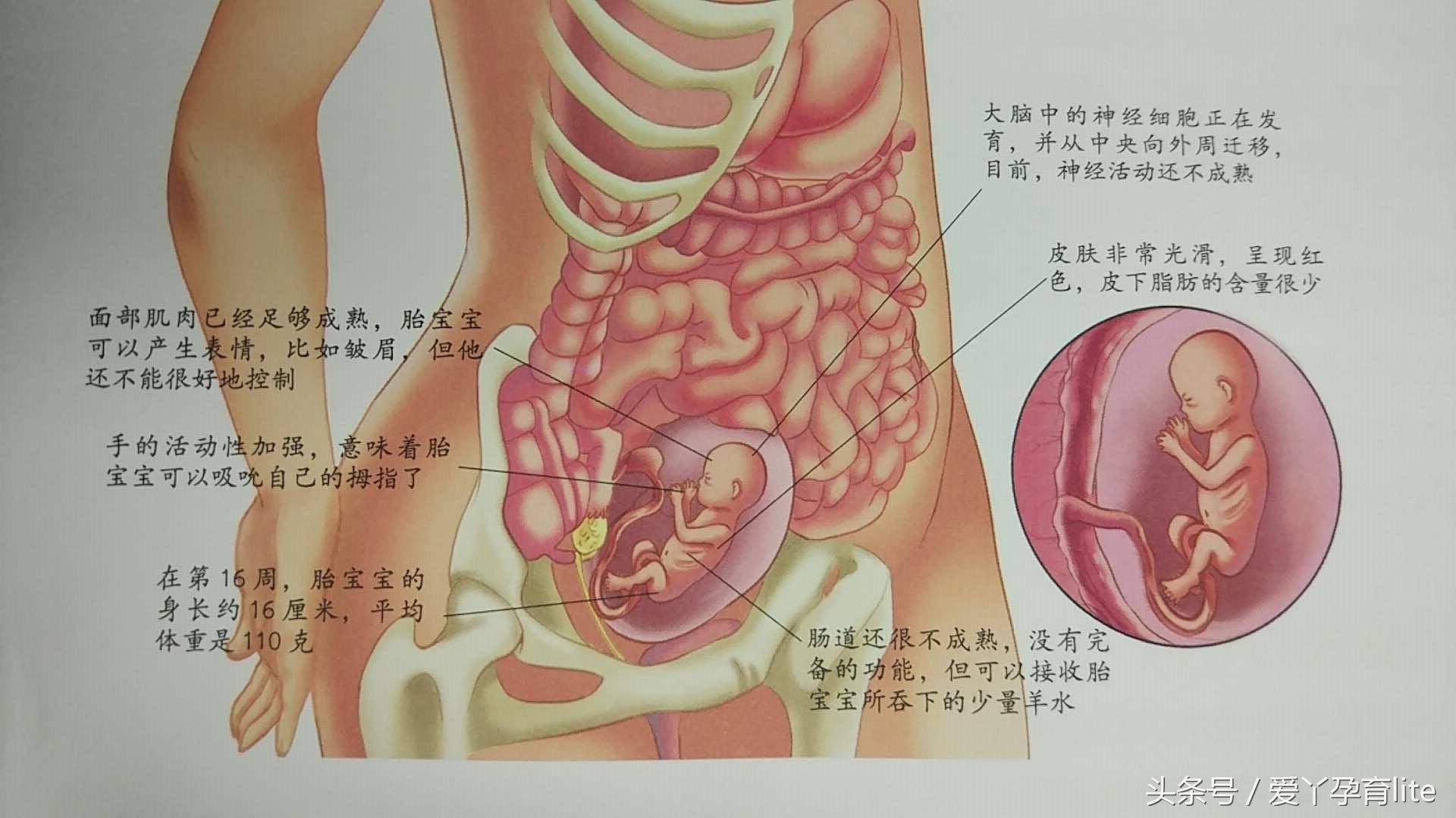 30岁孕妈该注意事项,高龄孕妇怀孕1个月成功率