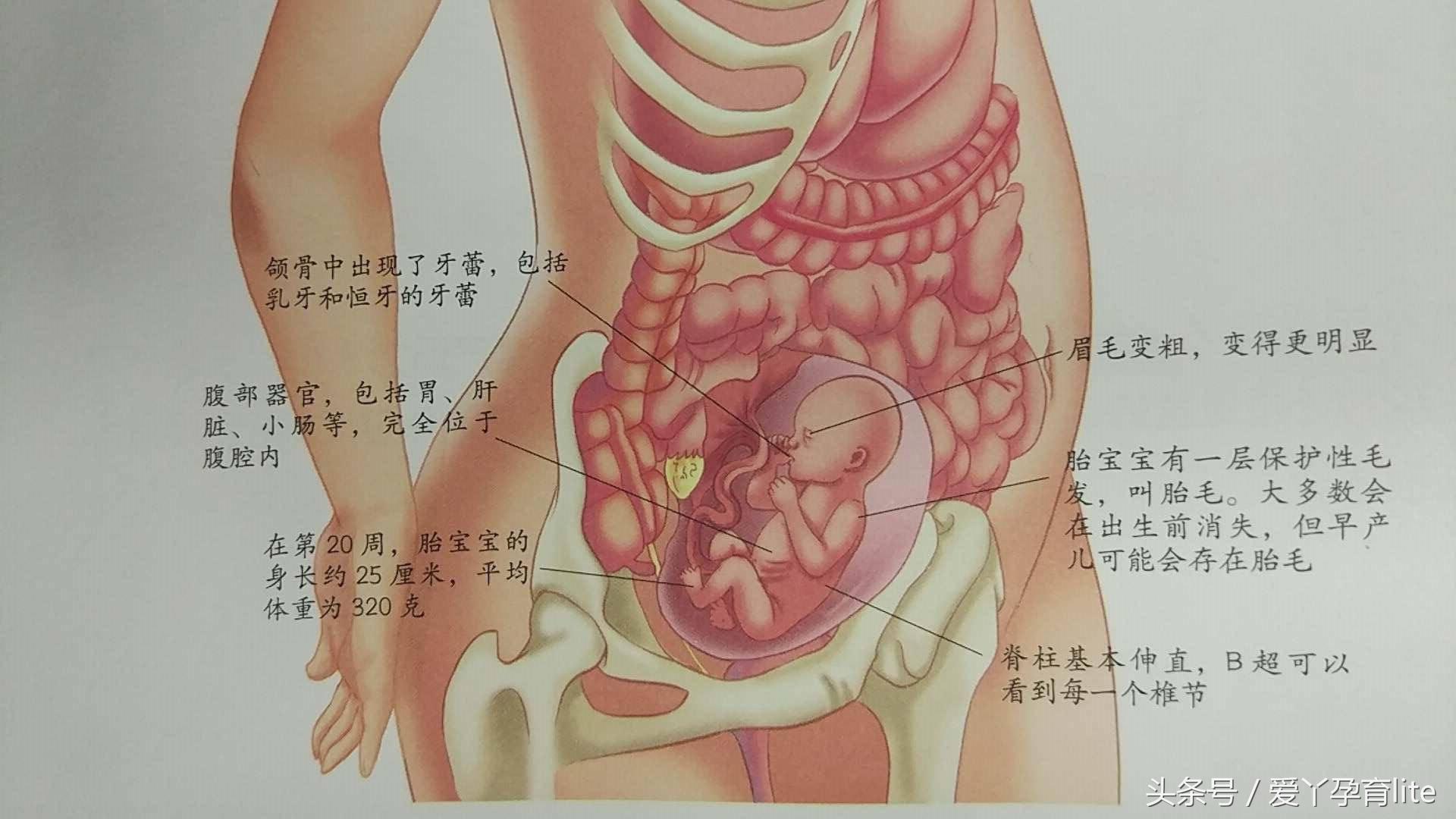30岁孕妈该注意事项,高龄孕妇怀孕1个月成功率