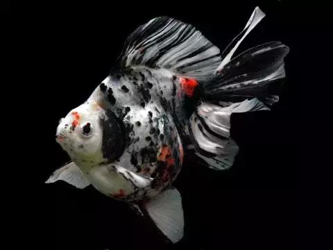 金鱼养眼,十大观赏小型金鱼