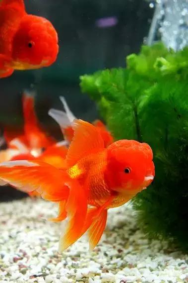 金鱼养眼,十大观赏小型金鱼