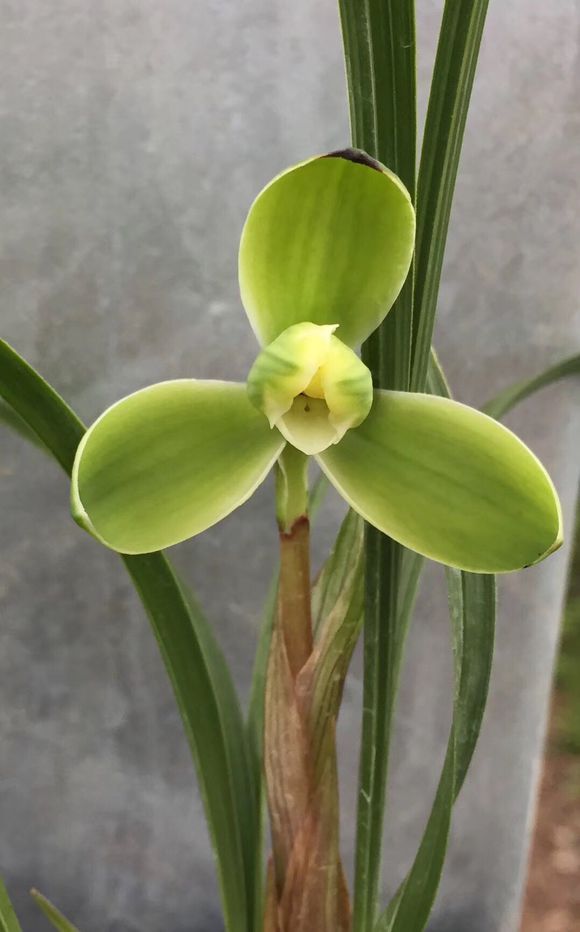 用苔藓怎么养兰,养好兰花的材料